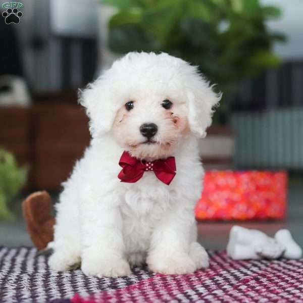 Nick, Bichon Frise Puppy